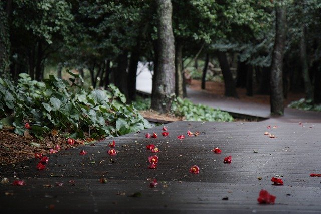 Free download Camellia Spring Fallen Blossoms -  free photo or picture to be edited with GIMP online image editor