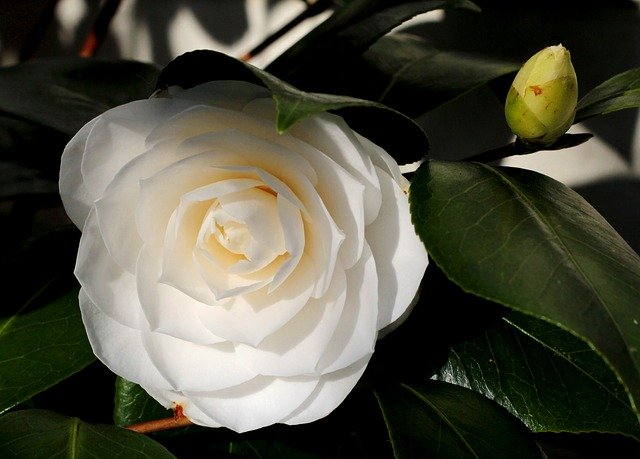 Free download Camellia White Flower -  free photo or picture to be edited with GIMP online image editor