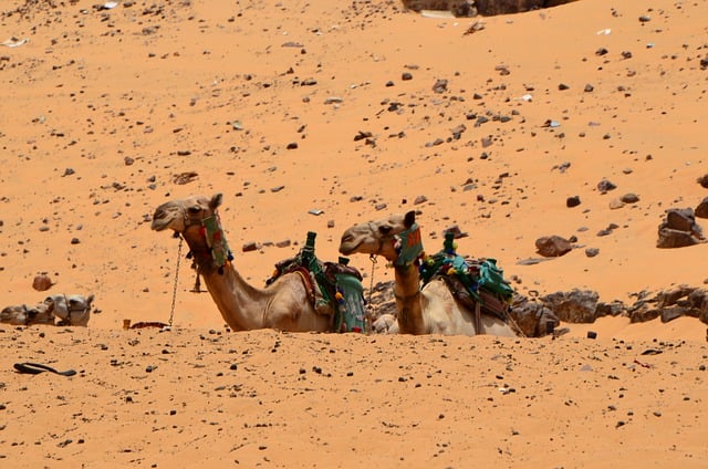 Free download camel mammal animal desert egypt free picture to be edited with GIMP free online image editor