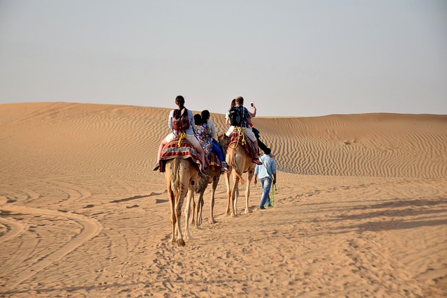 Free download camels travel desert caravan free picture to be edited with GIMP free online image editor