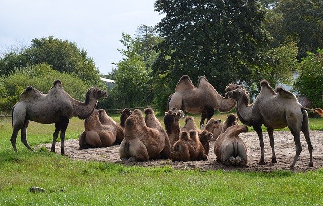 Free download Camels Zoo Safari -  free photo or picture to be edited with GIMP online image editor