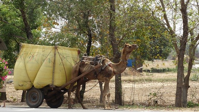 Free download Camel Transport -  free photo or picture to be edited with GIMP online image editor