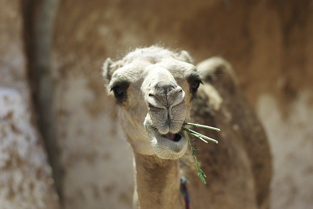 Free download Camel Tunisia Animal -  free photo or picture to be edited with GIMP online image editor