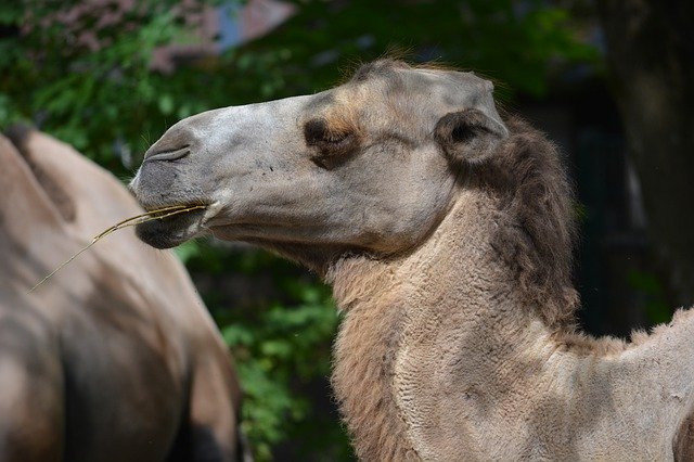 Free download Camel Zoo Mammal -  free photo or picture to be edited with GIMP online image editor