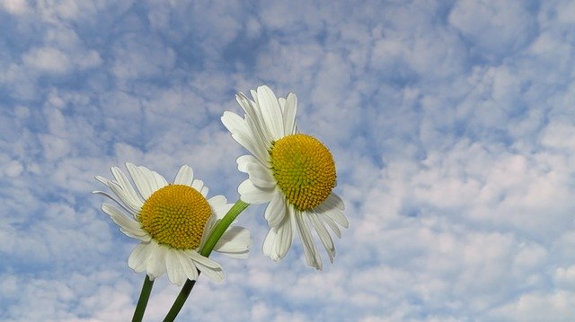 Free download Camomile Flowers Nature -  free photo or picture to be edited with GIMP online image editor