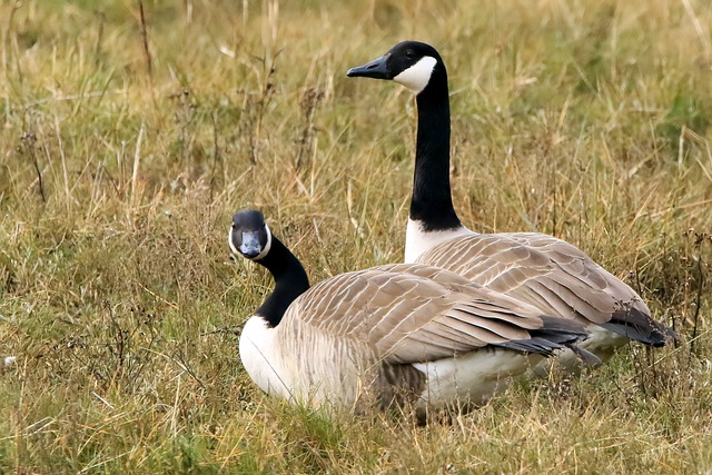 Free download canada geese birds animals geese free picture to be edited with GIMP free online image editor