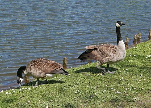 Free download Canada Geese Castle Park Moat -  free photo or picture to be edited with GIMP online image editor