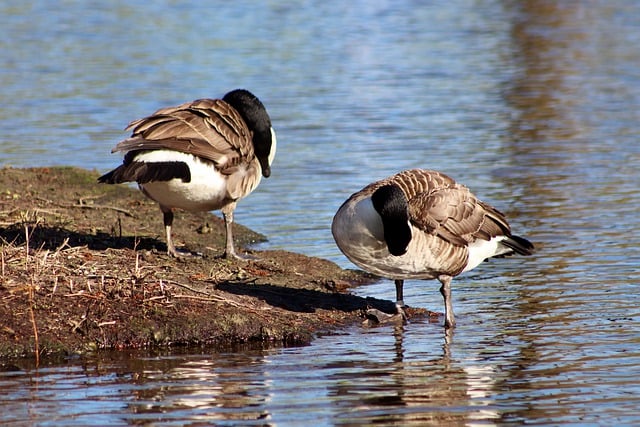 Free download canada geese geese wild geese free picture to be edited with GIMP free online image editor