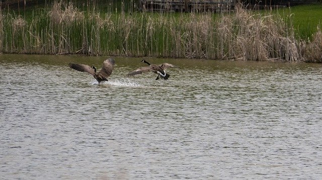 Free download Canada Geese In Flight Landing -  free photo or picture to be edited with GIMP online image editor