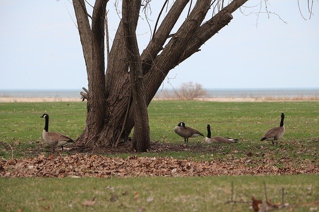 Free download Canada Geese Michigan Bay City -  free photo or picture to be edited with GIMP online image editor