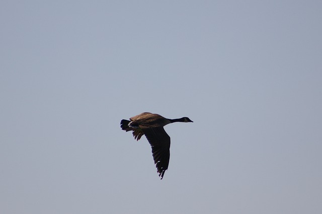 Free download canada goose branta canadensis free picture to be edited with GIMP free online image editor