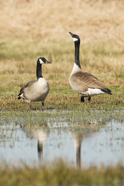 Free download canada goose goose bird animal free picture to be edited with GIMP free online image editor