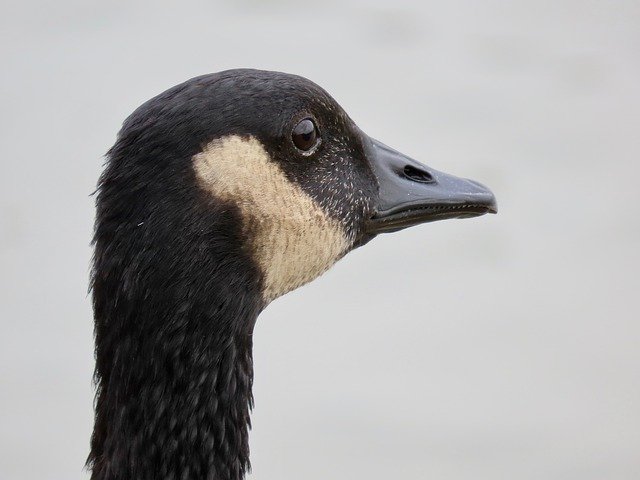 Free download Canada Goose Head -  free photo or picture to be edited with GIMP online image editor