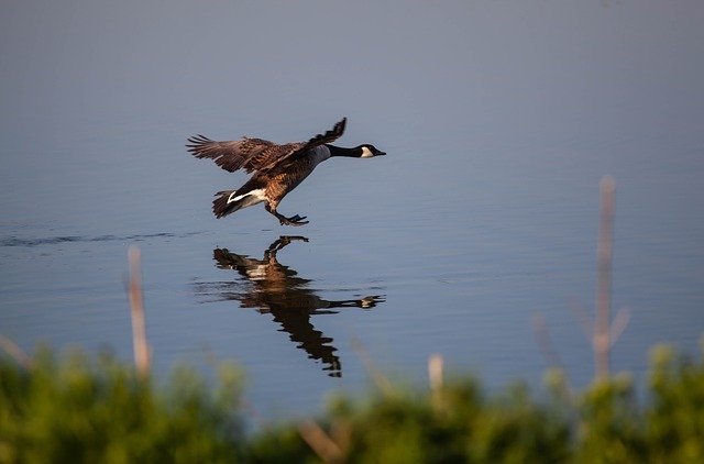 Free download Canada Goose Landing On Lake -  free photo or picture to be edited with GIMP online image editor