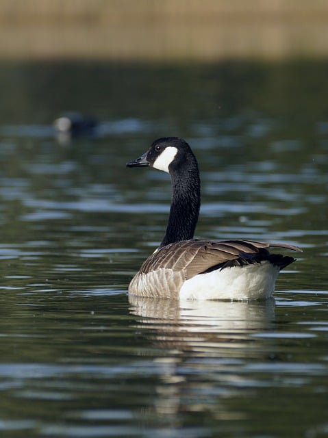 Free download canada goose water bird goose bird free picture to be edited with GIMP free online image editor