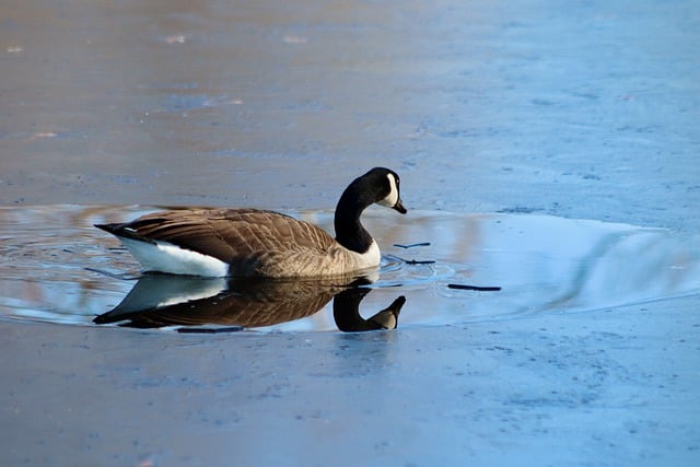 Free download canada goose wild goose goose free picture to be edited with GIMP free online image editor