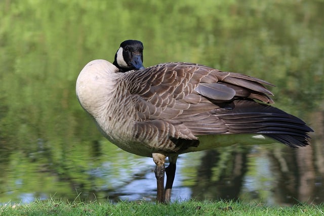 Free download canada goose wild goose wildlife free picture to be edited with GIMP free online image editor