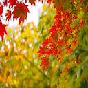 Canada Maple leaves  screen for extension Chrome web store in OffiDocs Chromium