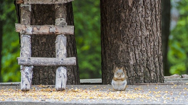 Free download Canada Omega Park Fauna -  free photo or picture to be edited with GIMP online image editor