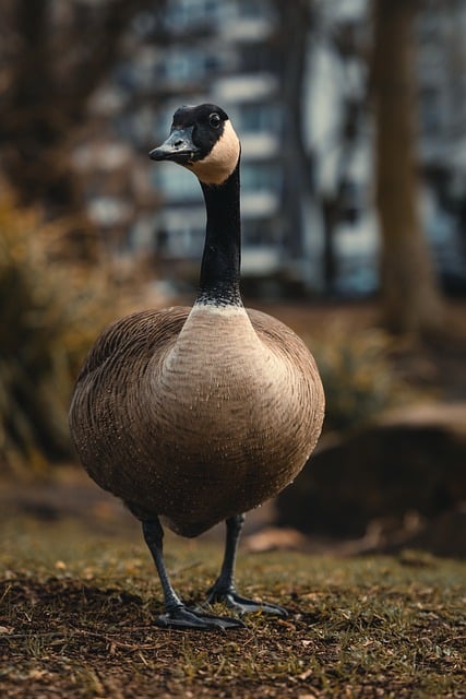 Free download canadian goose bird goose plumage free picture to be edited with GIMP free online image editor