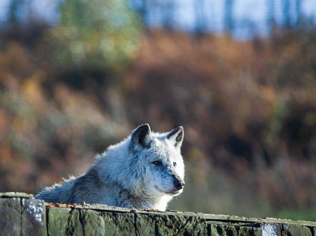 Free download Canadian Timber Wolf Resting -  free photo or picture to be edited with GIMP online image editor