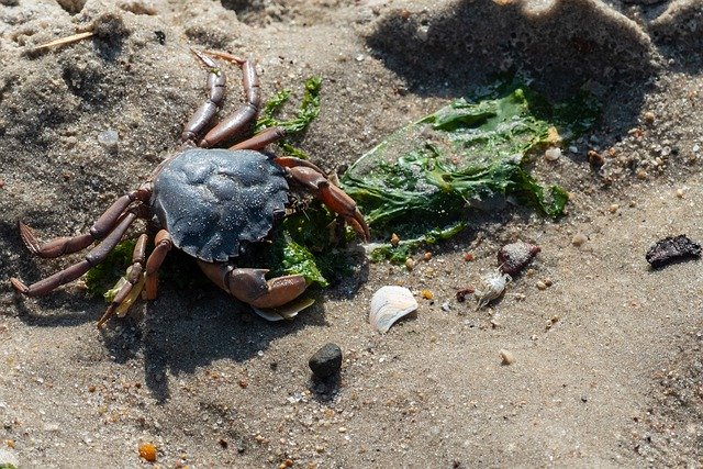 Free download Cancer Crab Shellfish -  free photo or picture to be edited with GIMP online image editor