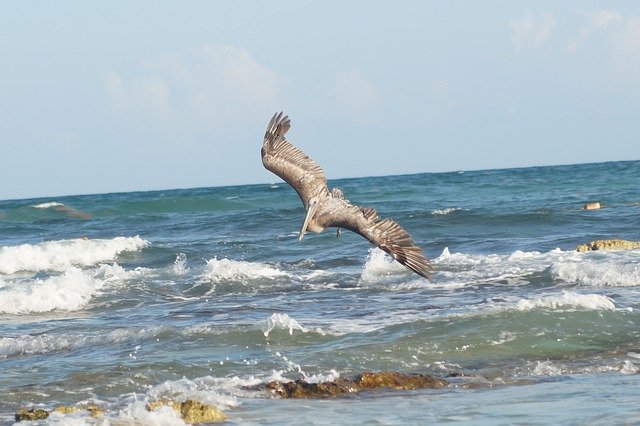 Free download Cancun Nature Paradise -  free photo or picture to be edited with GIMP online image editor