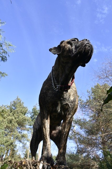 Free download Cane Corso Dog Animals -  free photo or picture to be edited with GIMP online image editor