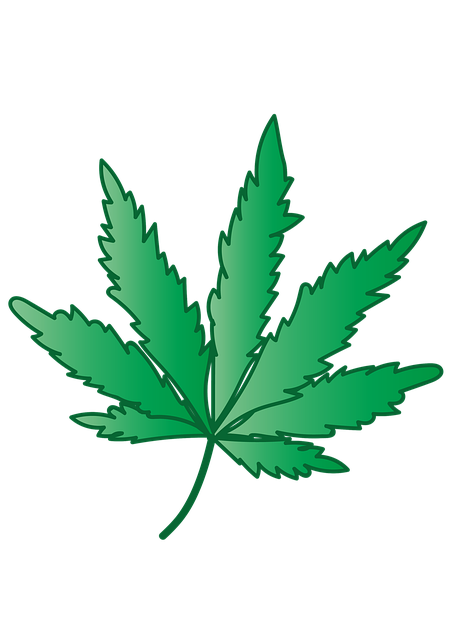 Free download Cannabis Marijuana Grass -  free illustration to be edited with GIMP free online image editor