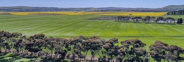 Free download Canola Spring Agriculture -  free photo or picture to be edited with GIMP online image editor