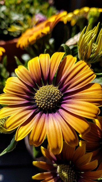 Free download Cape Basket Osteospermum Flower -  free photo or picture to be edited with GIMP online image editor