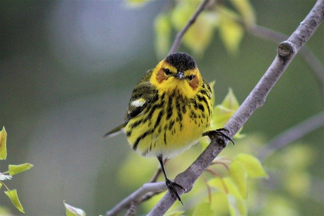 Free download Cape May Warbler Birds Birding -  free photo or picture to be edited with GIMP online image editor