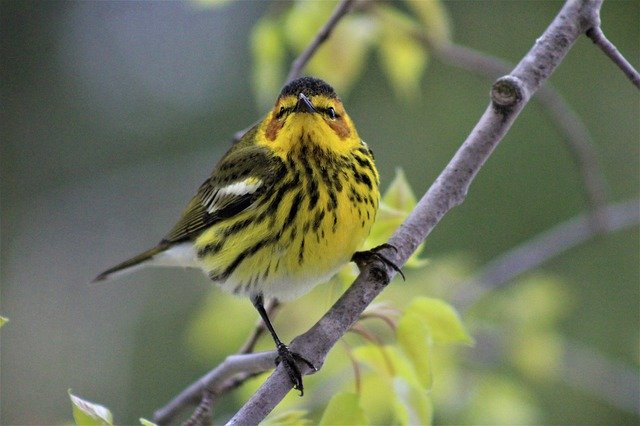 Free download Cape May Warbler Bird Yellow -  free photo or picture to be edited with GIMP online image editor