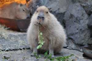 Free download capybara-eating free photo or picture to be edited with GIMP online image editor