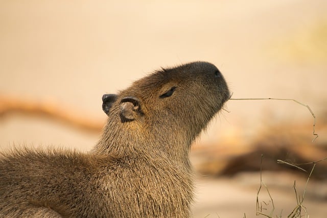 Free download capybara mammal animal nature free picture to be edited with GIMP free online image editor