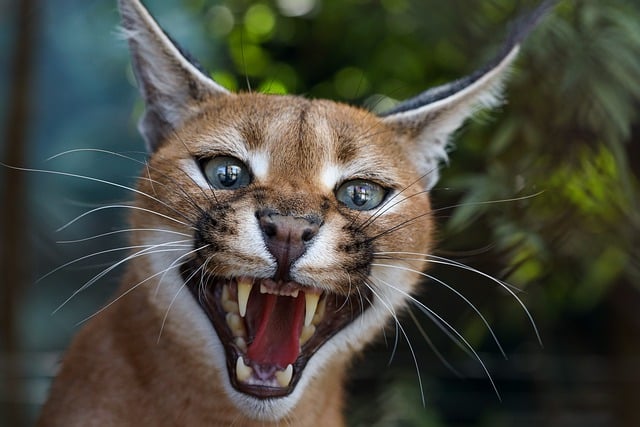 Free download caracal feline cat africa wildlife free picture to be edited with GIMP free online image editor