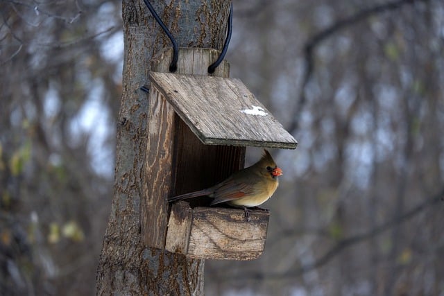 Free download cardinal bird bird house avian free picture to be edited with GIMP free online image editor