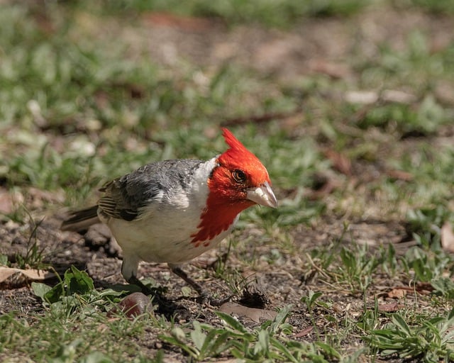 Free download cardinal bird perched animal free picture to be edited with GIMP free online image editor