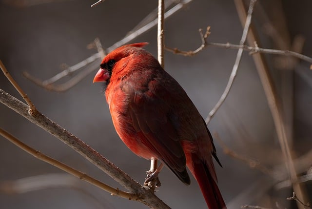 Free download cardinal bird red cardinal animal free picture to be edited with GIMP free online image editor