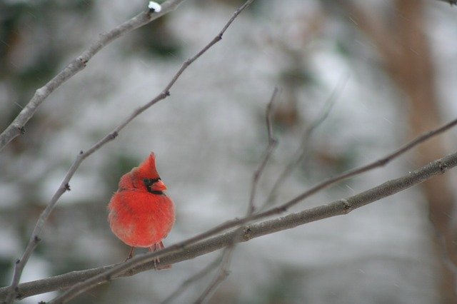 Free download Cardinal Bird Winter free photo template to be edited with GIMP online image editor