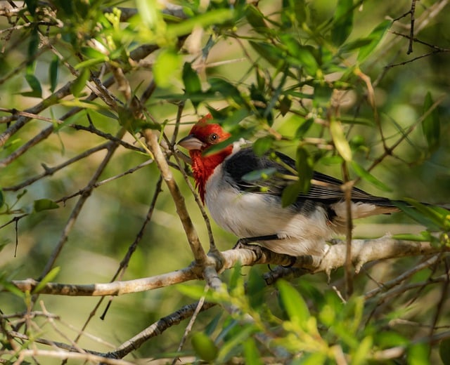 Free download cardinal paroaria coronata pens free picture to be edited with GIMP free online image editor