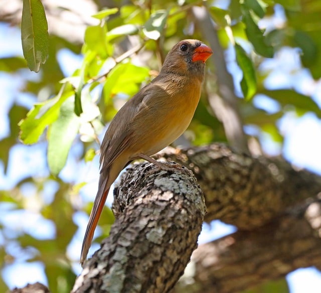 Free download cardinal redbird songbird female free picture to be edited with GIMP free online image editor