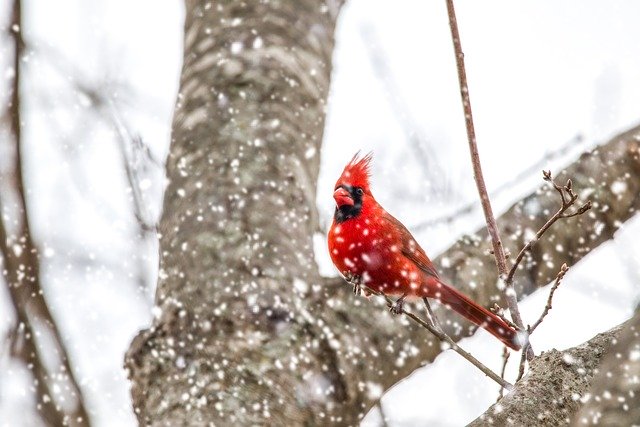 Free download Cardinal Snow Nature -  free photo or picture to be edited with GIMP online image editor