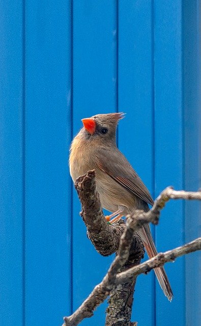 Free download Cardinal Songbird Female -  free photo or picture to be edited with GIMP online image editor