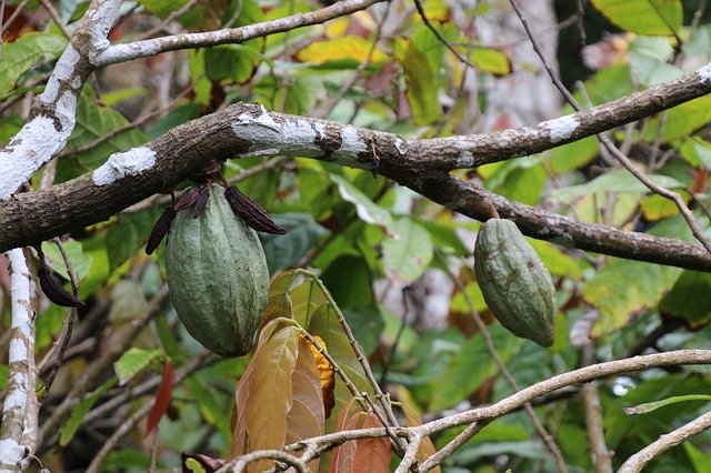 Free download Caribbean Dominica Cocoa -  free photo or picture to be edited with GIMP online image editor