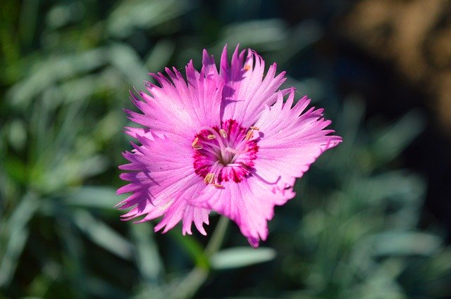 Free download Carnation Blossom Bloom Close -  free photo or picture to be edited with GIMP online image editor