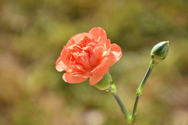 Free download carnation carnation bud flower free picture to be edited with GIMP free online image editor