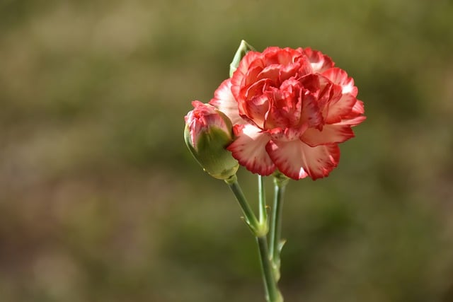 Free download carnation flower bud plant garden free picture to be edited with GIMP free online image editor