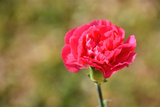 Free download carnation flower flora bloom free picture to be edited with GIMP free online image editor