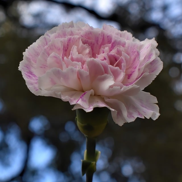 Free download carnation flower pink flower nature free picture to be edited with GIMP free online image editor